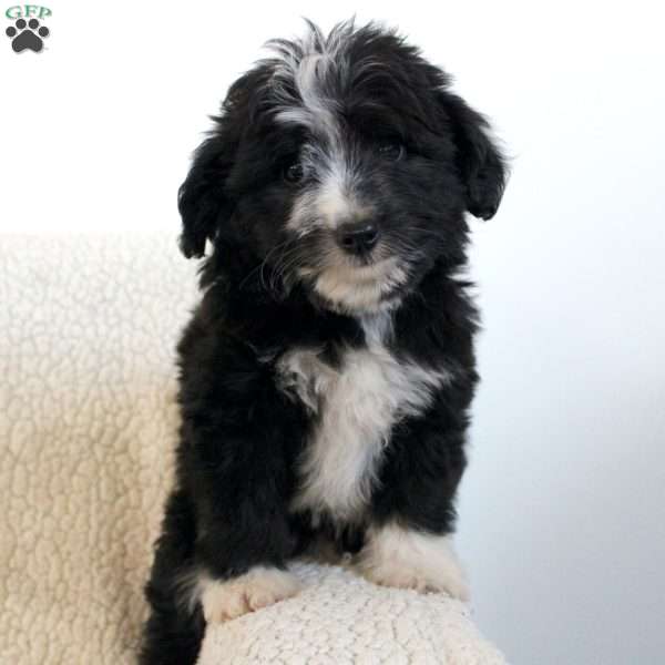 Lucky, Mini Aussiedoodle Puppy