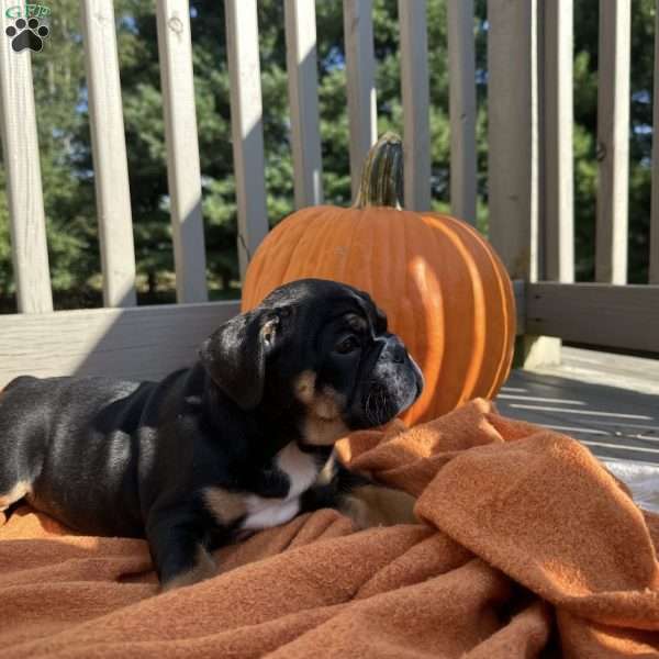 Gia, English Bulldog Puppy