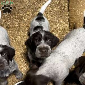 Auggie, Wirehaired Pointing Griffon Puppy