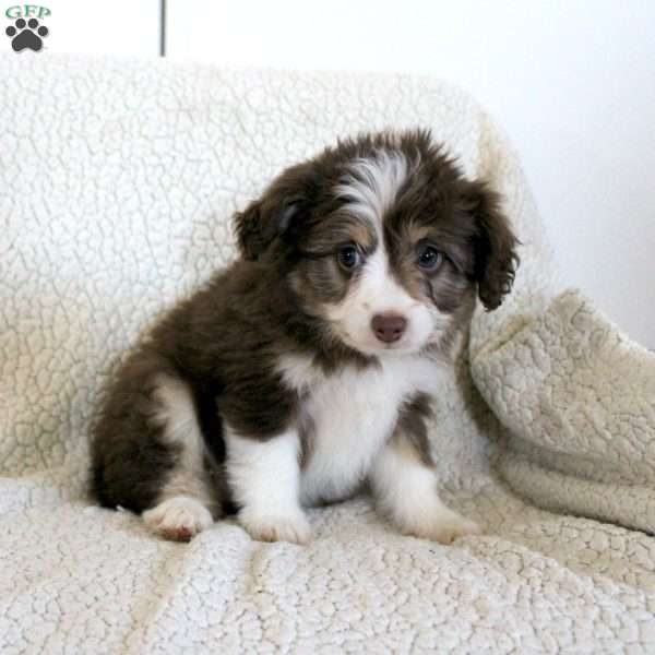 Lucy, Mini Aussiedoodle Puppy