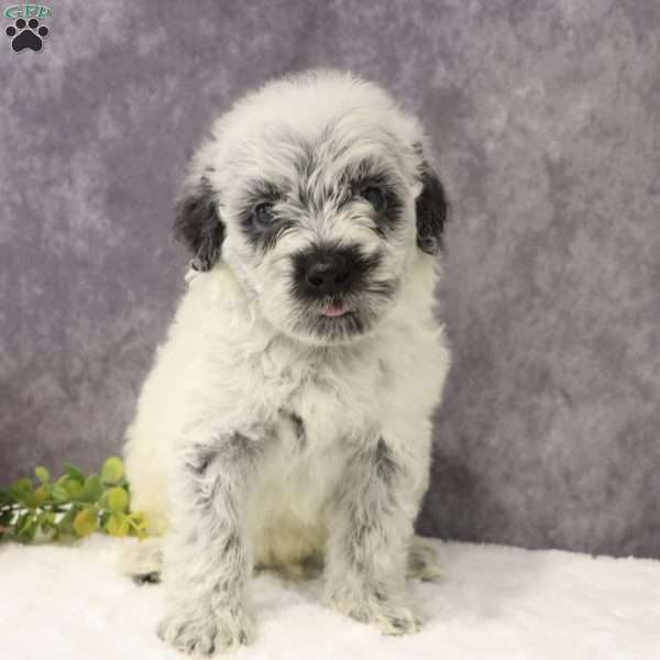 Pluto, Portuguese Water Dog Puppy