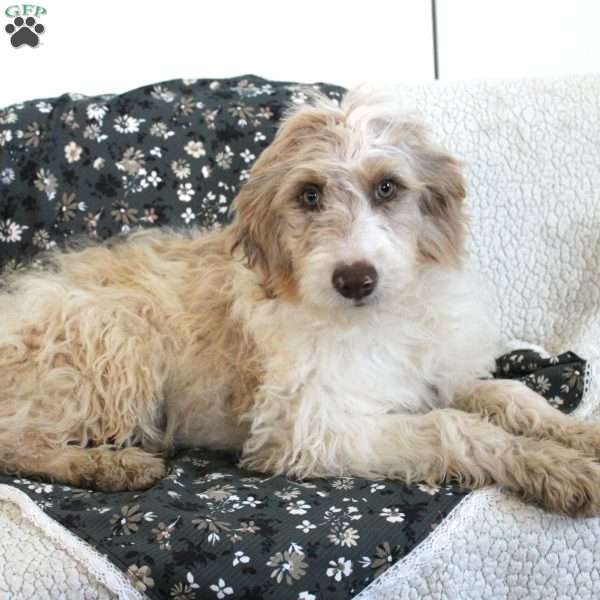 Teddy, Mini Aussiedoodle Puppy