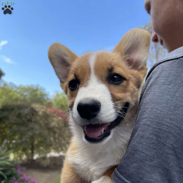 Spice, Pembroke Welsh Corgi Puppy