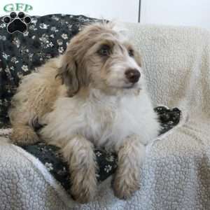 Teddy, Mini Aussiedoodle Puppy