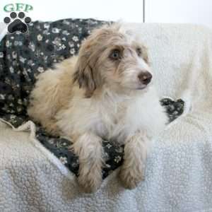 Teddy, Mini Aussiedoodle Puppy