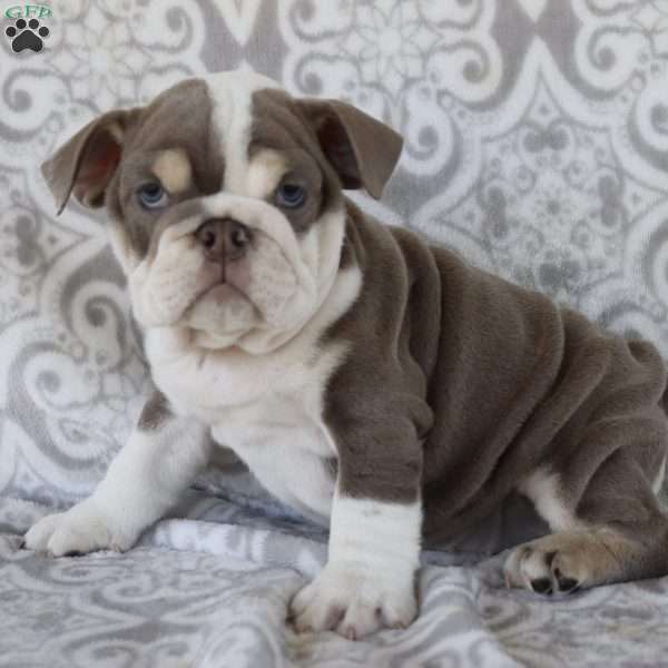 Tinker Bell, English Bulldog Puppy