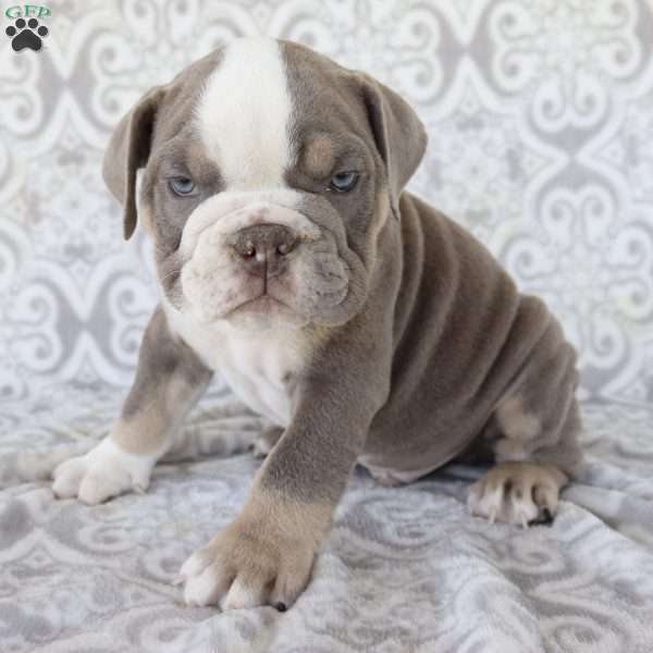 Rascal, English Bulldog Puppy