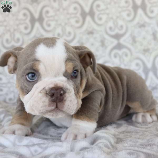 Autumn, English Bulldog Puppy