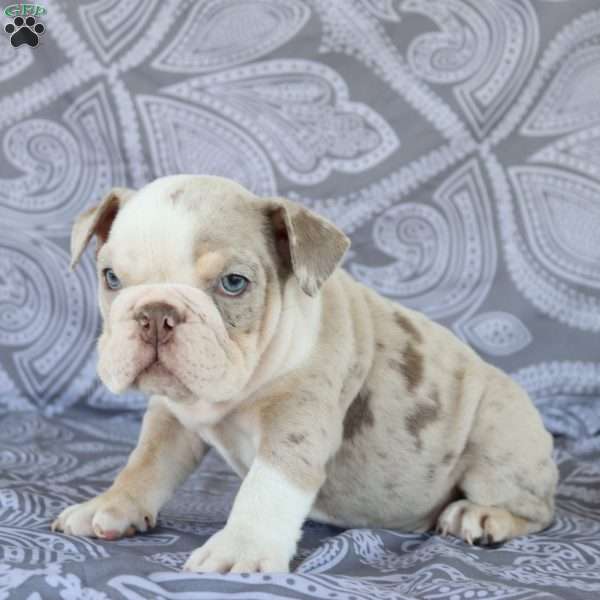 Snow White, English Bulldog Puppy