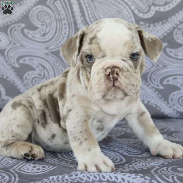 Tickles, English Bulldog Puppy