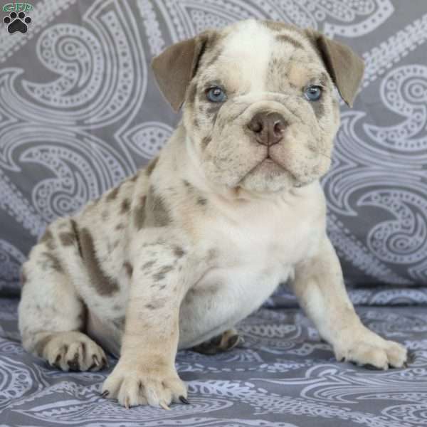 Super Man, English Bulldog Puppy