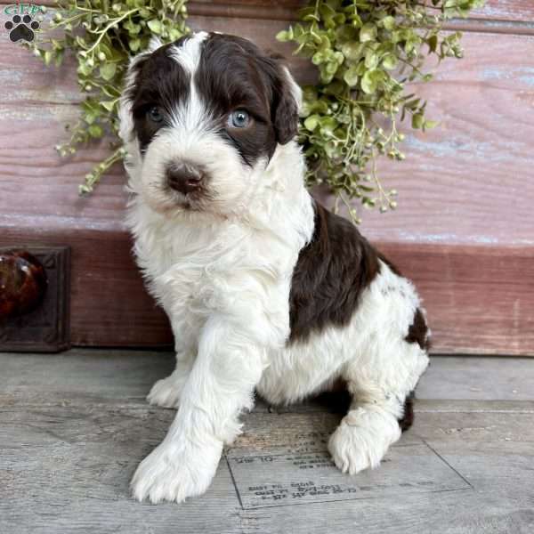 Francie, Portuguese Water Dog Puppy