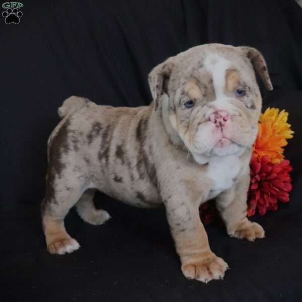 Isabella, English Bulldog Puppy