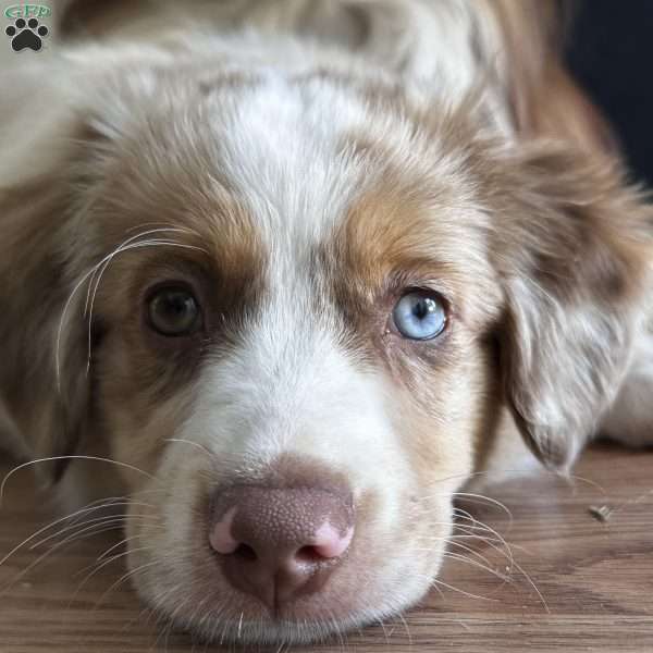 Chloe, Miniature Australian Shepherd Puppy