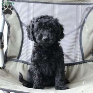 Midnight, Cavapoo Puppy