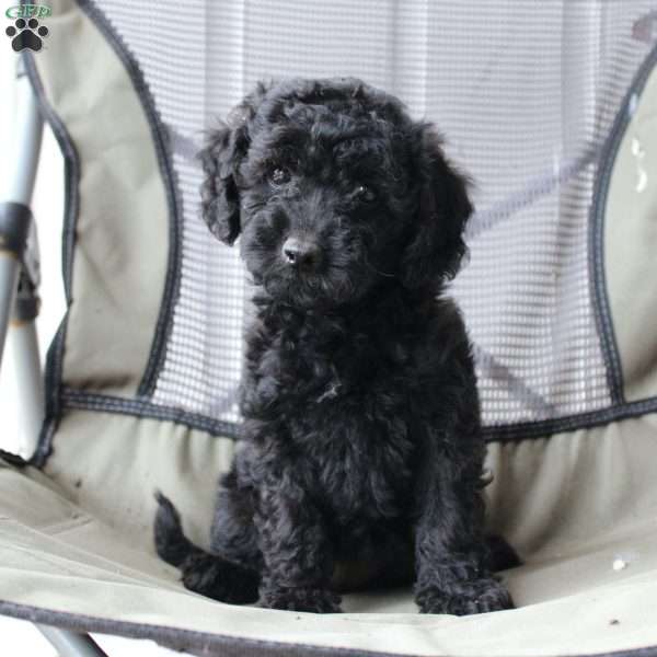 Midnight, Cavapoo Puppy