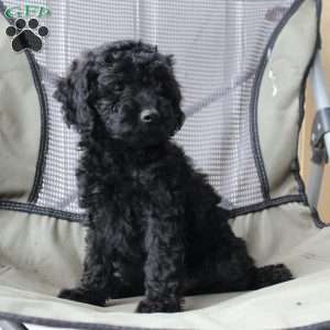 Midnight, Cavapoo Puppy