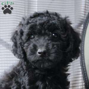 Midnight, Cavapoo Puppy