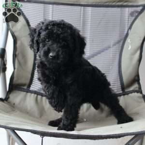 Midnight, Cavapoo Puppy