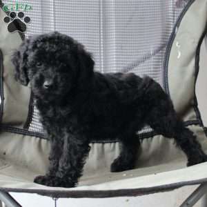 Midnight, Cavapoo Puppy