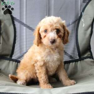 Caramel, Cavapoo Puppy