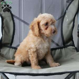 Caramel, Cavapoo Puppy