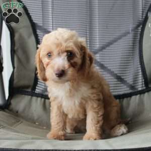 Caramel, Cavapoo Puppy