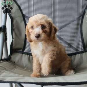 Caramel, Cavapoo Puppy