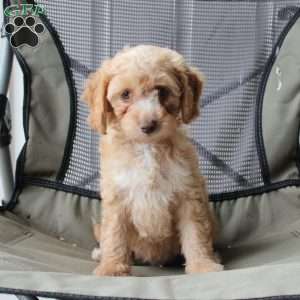 Caramel, Cavapoo Puppy