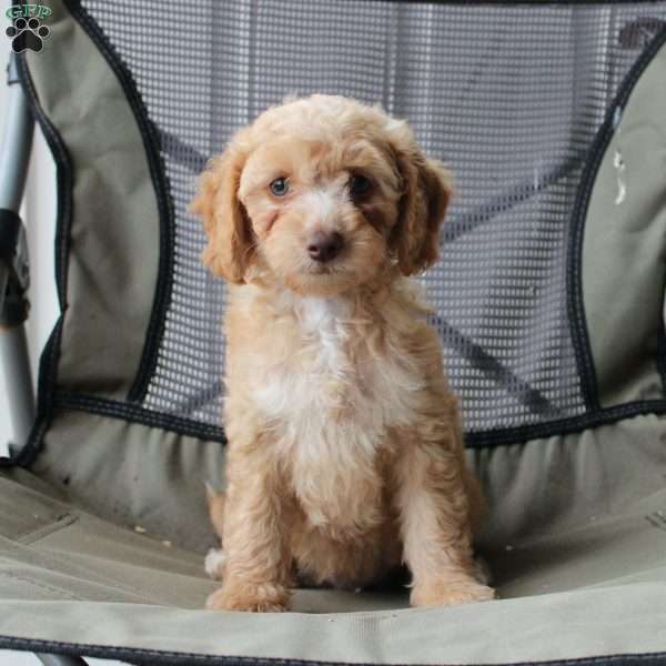 Caramel, Cavapoo Puppy