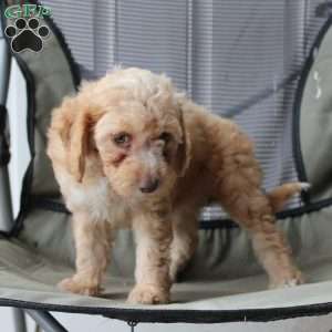 Caramel, Cavapoo Puppy