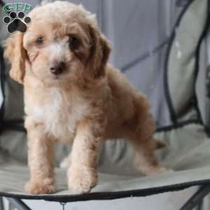 Caramel, Cavapoo Puppy