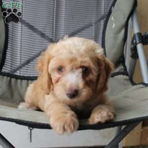 Caramel, Cavapoo Puppy