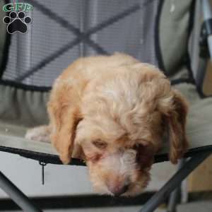 Caramel, Cavapoo Puppy