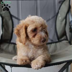 Caramel, Cavapoo Puppy