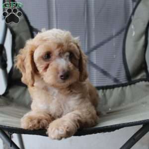 Caramel, Cavapoo Puppy