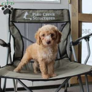 Caramel, Cavapoo Puppy