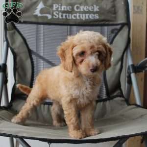 Caramel, Cavapoo Puppy