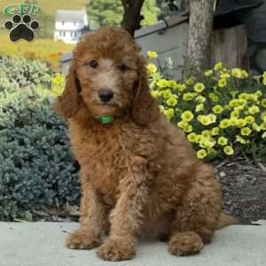 Betty, Goldendoodle Puppy