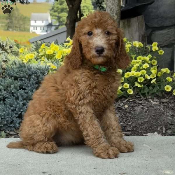 Betty, Goldendoodle Puppy