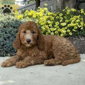 Betty, Goldendoodle Puppy