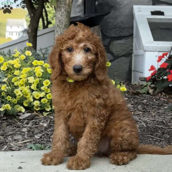 Bonnie, Goldendoodle Puppy