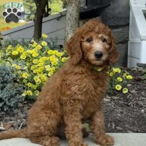 Bonnie, Goldendoodle Puppy