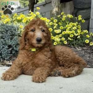 Bonnie, Goldendoodle Puppy