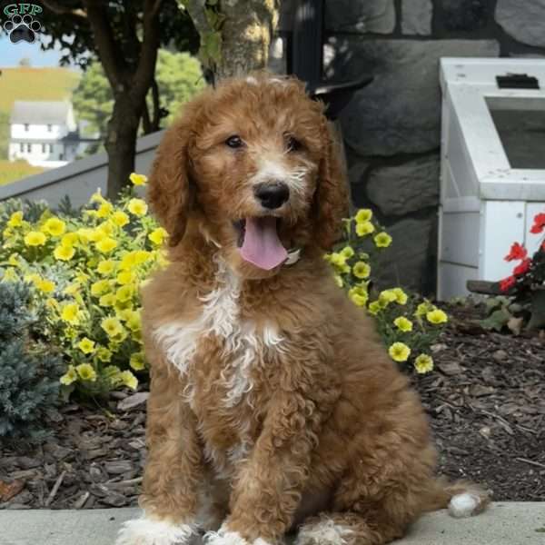 Billie, Goldendoodle Puppy