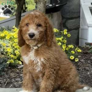 Billie, Goldendoodle Puppy