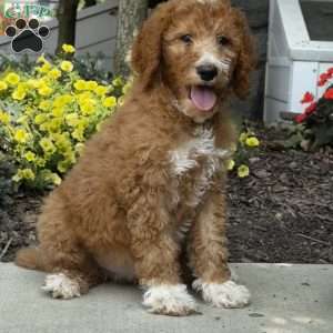 Billie, Goldendoodle Puppy