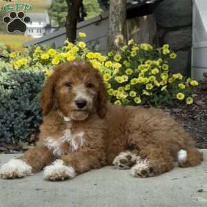 Billie, Goldendoodle Puppy