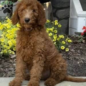 Bella, Goldendoodle Puppy