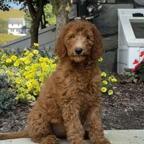 Bella, Goldendoodle Puppy